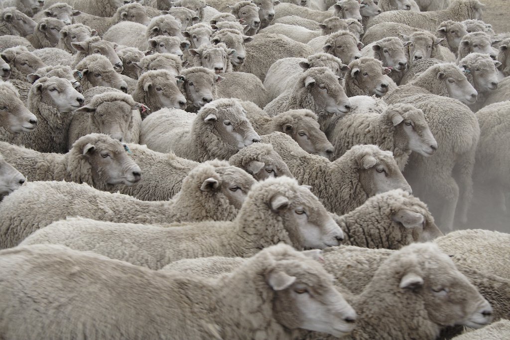 34-A flock of sheep.jpg - A flock of sheep